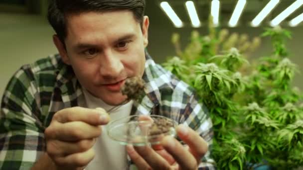Marijuana Farmer Tests Marijuana Buds Curative Marijuana Farm Harvesting Produce — Vídeos de Stock