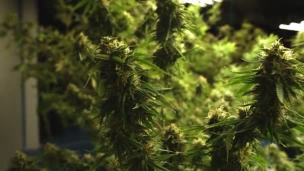 Cannabis Plant Curative Cannabis Weed Farm Medical Cannabis Product Indoor — Video