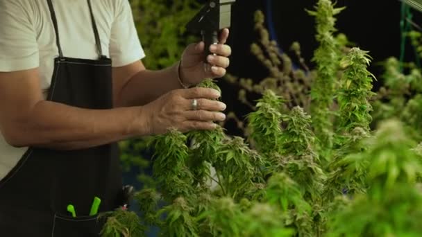 Cannabisboer Gebruikt Microscoop Cbd Analyseren Curatieve Cannabiskwekerij Voor Oogst Cannabisproducten — Stockvideo