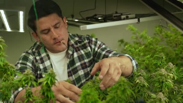 Marijuana Farmer Smoking Rolled Marijuana Weed Joint Curative Marijuana Farm — Stockvideo
