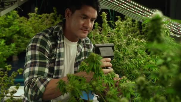 Cannabis Farmer Use Microscope Analyze Cbd Curative Cannabis Farm Harvesting — Video