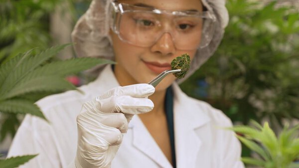 Ученые протестировали марихуану на целебной крытой ферме с научным оборудованием перед сбором урожая для производства продуктов из конопли