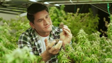 Marihuana çiftçisi marihuana tomurcuklarını marihuana ürünleri üretmeden önce tedavi edici marihuana çiftliğinde test eder.