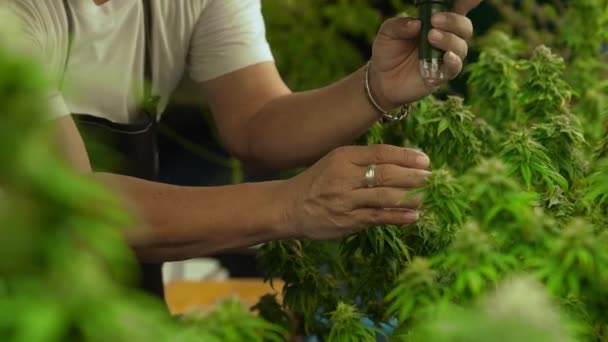 Kannabisztermesztők Mikroszkóppal Elemzik Cbd Kannabiszgazdaságokban Kannabisztermékek Előállítása Céljából Történő Betakarítás — Stock videók