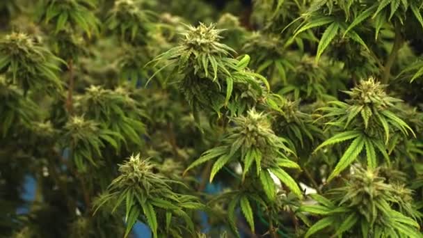 Planta Cannabis Fazenda Maconha Curativa Para Produto Cannabis Medicinal Fazenda — Vídeo de Stock