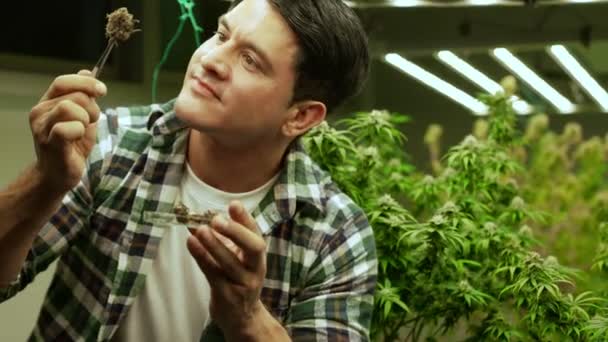 Marijuana Farmer Tests Marijuana Buds Curative Marijuana Farm Harvesting Produce — Stockvideo