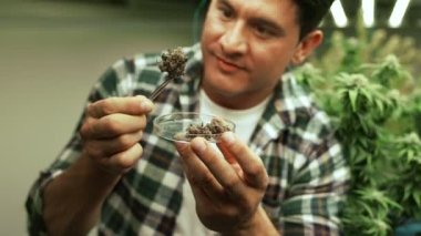 Marihuana çiftçisi marihuana tomurcuklarını marihuana ürünleri üretmeden önce tedavi edici marihuana çiftliğinde test eder.