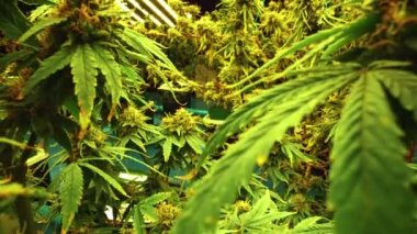 Cannabis plant in curative cannabis weed farm for medical cannabis product . The indoor agriculture farm provide high quality medicinal cannabis production for health care and medicine uses .