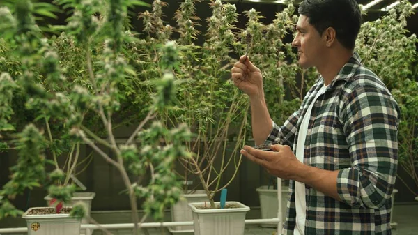 Marijuana Farmer Tests Marijuana Buds Curative Marijuana Farm Harvesting Produce — Stok fotoğraf