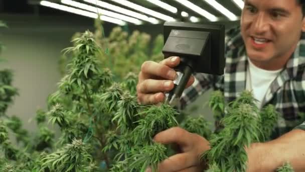 Cannabis Farmer Use Microscope Analyze Cbd Curative Cannabis Farm Harvesting — Stok video