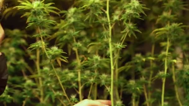Cannabisboer Die Cannabisplanten Snijdt Een Curatieve Indoor Cannabiskwekerij Voor Productie — Stockvideo