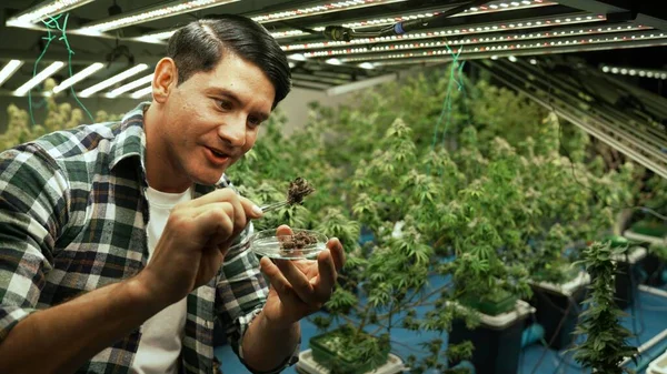 Marijuana Farmer Tests Marijuana Buds Curative Marijuana Farm Harvesting Produce — Stok fotoğraf