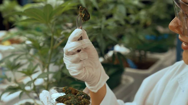 Scientist test cannabis product in curative indoor cannabis farm with scientific equipment before harvesting to produce cannabis products