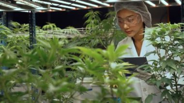 Bilimadamı esrar ürünlerini üretmek için hasat etmeden önce kapalı alan esrar çiftliğinde bilimsel ekipmanlarla test etmektedir