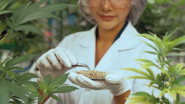 Scientist Test Cannabis Product Curative Indoor Cannabis Farm Scientific Equipment — 图库视频影像
