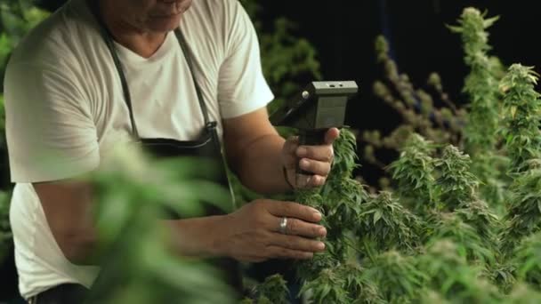 Cannabisboer Gebruikt Microscoop Cbd Analyseren Curatieve Cannabiskwekerij Voor Oogst Cannabisproducten — Stockvideo
