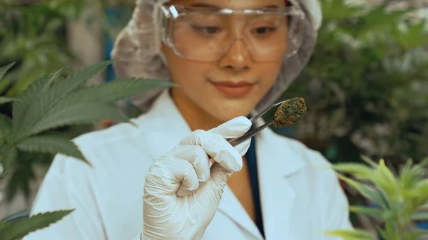 Scientist Test Cannabis Product Curative Indoor Cannabis Farm Scientific Equipment — Stock Photo, Image