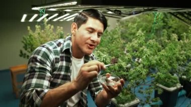Marijuana farmer tests marijuana buds in curative marijuana farm before harvesting to produce marijuana products