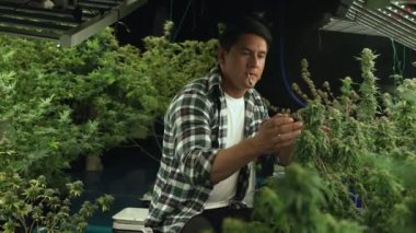 Marihuana tarlasında esrar tüttüren bir çiftçi kendi marihuana kalitesini test etmek ya da dinlenmek için marihuana tarlasında esrar sarmıştı.