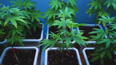 Cannabis plant in curative cannabis weed farm for medical cannabis product . The indoor agriculture farm provide high quality medicinal cannabis production for health care and medicine uses .
