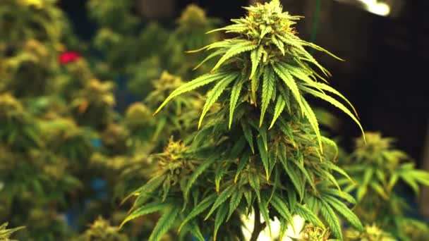 Cannabis Plant Curative Cannabis Weed Farm Medical Cannabis Product Indoor — Video Stock