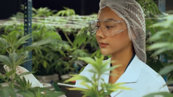 Scientist Test Cannabis Product Curative Indoor Cannabis Farm Scientific Equipment — Vídeo de stock