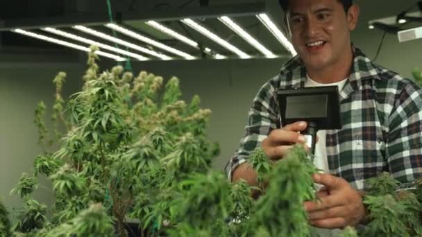 Cannabis Farmer Use Microscope Analyze Cbd Curative Cannabis Farm Harvesting — Vídeos de Stock