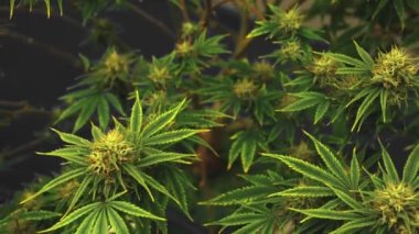 Tıbbi kenevir ürünleri için kenevir tarlasında esrar bitkisi. Kapalı tarım çiftliği, sağlık ve ilaç kullanımları için yüksek kaliteli tıbbi esrar üretimi sunmaktadır. .