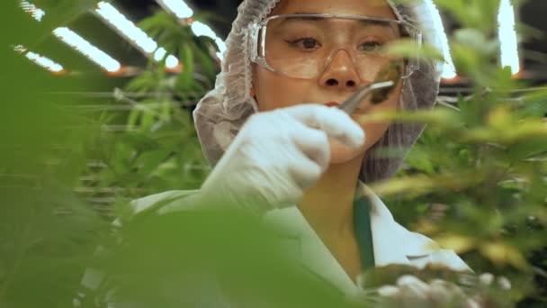 Scientist Test Cannabis Product Curative Indoor Cannabis Farm Scientific Equipment — Stockvideo