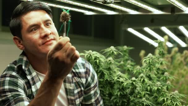 Marijuana Farmer Tests Marijuana Buds Curative Marijuana Farm Harvesting Produce — Video