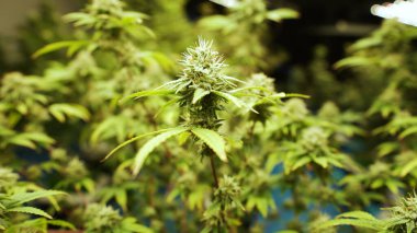 Tıbbi kenevir ürünleri için kenevir tarlasında esrar bitkisi. Kapalı tarım çiftliği, sağlık ve ilaç kullanımları için yüksek kaliteli tıbbi esrar üretimi sunmaktadır. .