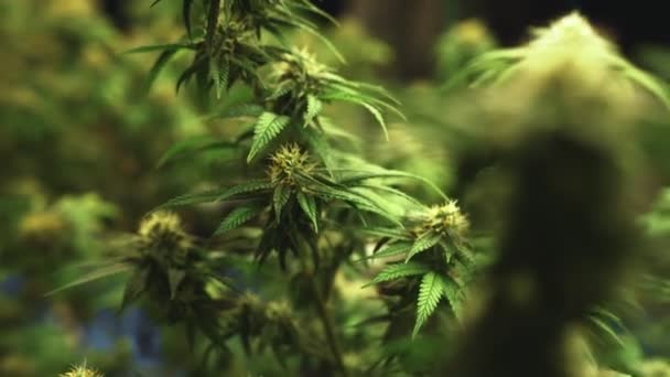Cannabis Plant Curative Cannabis Weed Farm Medical Cannabis Product Indoor — ストック動画