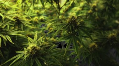 Tıbbi kenevir ürünleri için kenevir tarlasında esrar bitkisi. Kapalı tarım çiftliği, sağlık ve ilaç kullanımları için yüksek kaliteli tıbbi esrar üretimi sunmaktadır. .