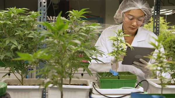 Scientist test cannabis product in curative indoor cannabis farm with scientific equipment before harvesting to produce cannabis products