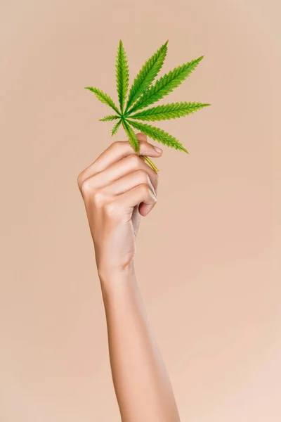 Closeup Hand Ardent Model Healthy Fresh Skin Holding Hemp Cannabis — Photo