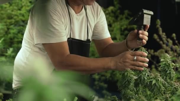 Cannabis Farmer Use Microscope Analyze Cbd Curative Cannabis Farm Harvesting — 图库视频影像