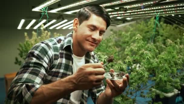 Marijuana Farmer Tests Marijuana Buds Curative Marijuana Farm Harvesting Produce — 비디오