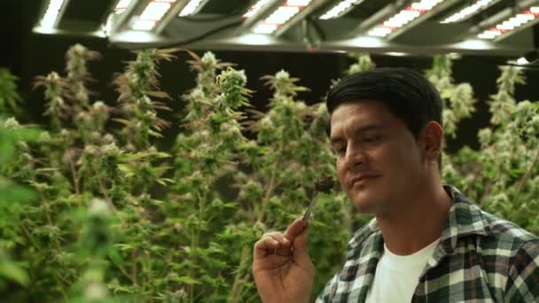 Marijuana Farmer Tests Marijuana Buds Curative Marijuana Farm Harvesting Produce — Stockvideo