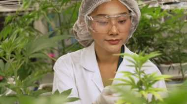 Bilimadamı esrar ürünlerini üretmek için hasat etmeden önce kapalı alan esrar çiftliğinde bilimsel ekipmanlarla test etmektedir