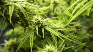 Tıbbi kenevir ürünleri için kenevir tarlasında esrar bitkisi. Kapalı tarım çiftliği, sağlık ve ilaç kullanımları için yüksek kaliteli tıbbi esrar üretimi sunmaktadır. .