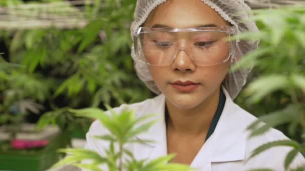Wissenschaftler Testen Cannabisprodukt Heilender Indoor Cannabisfarm Mit Wissenschaftlichen Geräten Vor — Stockvideo