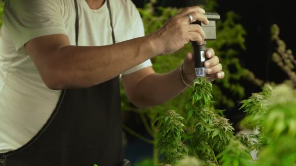 Cannabis Farmer Use Microscope Analyze Cbd Curative Cannabis Farm Harvesting — ストック動画