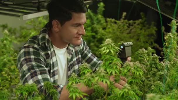 Cannabis Farmer Use Microscope Analyze Cbd Curative Cannabis Farm Harvesting — Stok video