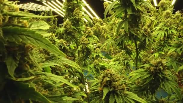 Tanaman Cannabis Ladang Ganja Kuratif Untuk Produk Ganja Medis Pertanian — Stok Video