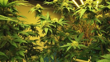 Tıbbi kenevir ürünleri için kenevir tarlasında esrar bitkisi. Kapalı tarım çiftliği, sağlık ve ilaç kullanımları için yüksek kaliteli tıbbi esrar üretimi sunmaktadır. .