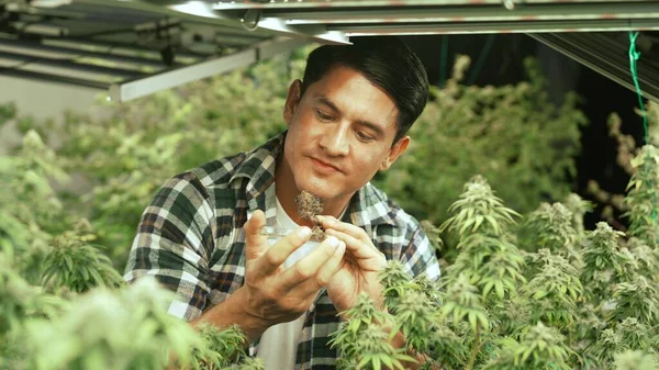 Marijuana Farmer Tests Marijuana Buds Curative Marijuana Farm Harvesting Produce — стоковое фото