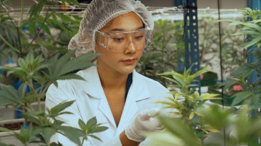 Bilimadamı esrar ürünlerini üretmek için hasat etmeden önce kapalı alan esrar çiftliğinde bilimsel ekipmanlarla test etmektedir