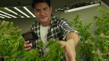 Esrar çiftçisi esrar ürünleri üretmek için hasat etmeden önce CBD 'yi tedavi edici esrar çiftliğinde analiz etmek için mikroskop kullanır