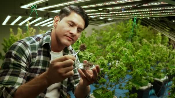 Marijuana Farmer Tests Marijuana Buds Curative Marijuana Farm Harvesting Produce — Stockvideo