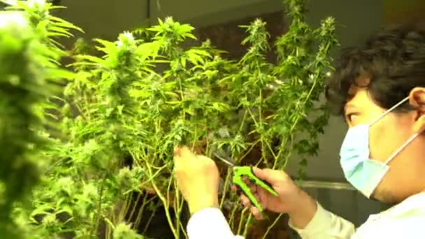 Cannabis Farmer Cutting Cannabis Plant Curative Indoor Cannabis Farm Production — Vídeo de Stock